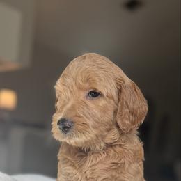 Lavender - Apricot female Goldendoodle puppy in Spring, Texas from The Doodle Den