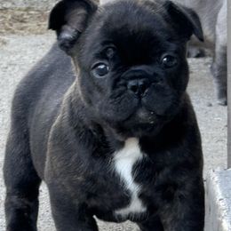 French Bulldog Puppies from Clay Acres Frenchies