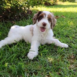 GUARDIAN HOME NEEDED IN SAVANNAH GEORGIA - Merle female Goldendoodle puppy in Savannah, Georgia from Vino and Vespa Doodles