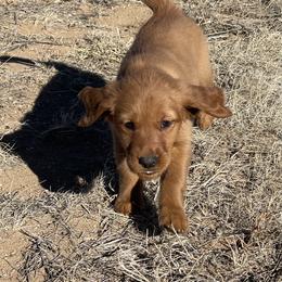Sonny - Golden male Golden Retriever puppy in Wellington, Colorado from High Country Golden Retrievers