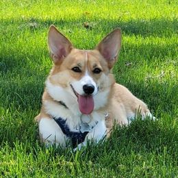 Wonder - Pembroke Welsh Corgi