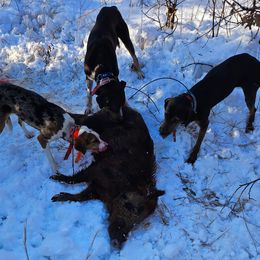 Shiloh - Catahoula Leopard Dog