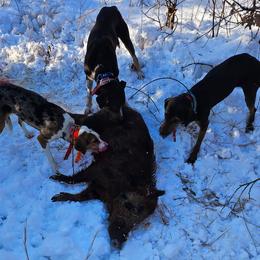 Shiloh - Catahoula Leopard Dog