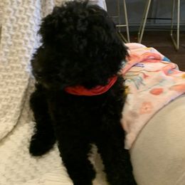 Sheepadoodle Puppies from Riley Grace Puppies