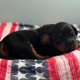 Baxter - Black and tan male Dachshund puppy in Live Oak, Florida from Johnson’s Weiner Farm