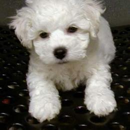 Cupid - White male Bichon Frise puppy in Lindale, Texas from Patchwork Bedlington Terriers and Bichon Frise