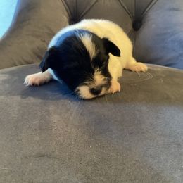 Blair - White and black female Papillon puppy in Diana, Texas from The Barking Cow Farms
