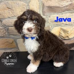 Java - Tri-color male Bernedoodle puppy in Heyworth, Illinois from Cobble Creek Puppies