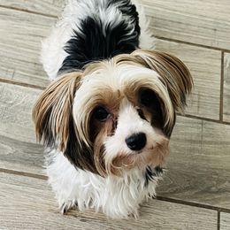 Gigi - Biewer Terrier