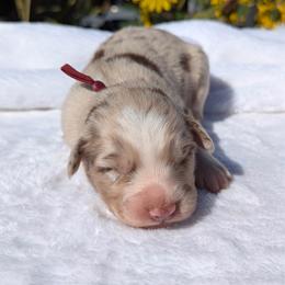 Crimson collar - Red merle male Australian Shepherd puppy in Coulee City, Washington from Mr and Mrs Doodle Farm