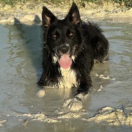 Cash - Border Collie