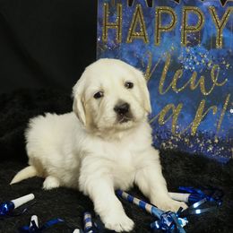 Golden Retriever Puppies from White Diamond Retrievers in the Heartland
