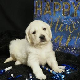 Golden Retriever Puppies from White Diamond Retrievers in the Heartland