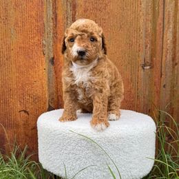 White collar - Red  female Goldendoodle puppy in Rialto, California from Bridge City Doodles