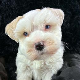Colten - Wheaten male Miniature Schnauzer puppy in Sylvania, Georgia from Southern Sky Miniature Schnauzers