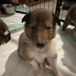 Blitzen - Sable and white female Collie puppy in Morocco, Indiana from Collegiate Bassets and Rheign Collies