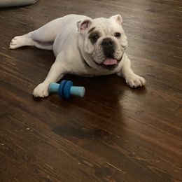 Bulldog All Grown Up from Classic City Bulldogs