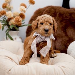 White collar girl - Apricot female Goldendoodle puppy in Spokane, Washington from Beloved_doodles_WA