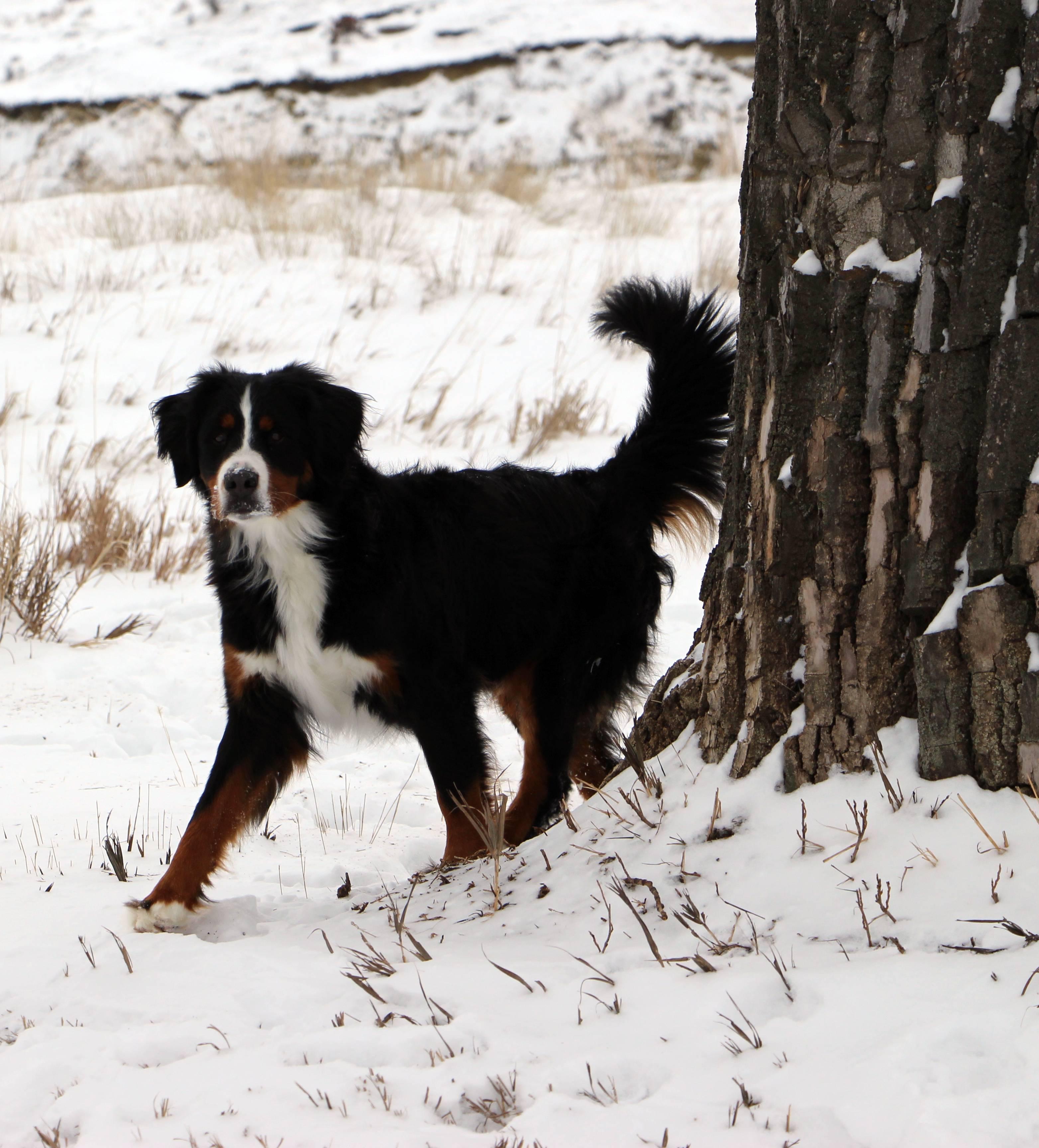 Badlands Bernedoodles in Montana Bernedoodle puppies Good Dog