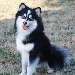Pomskies from Patriot Pomskies