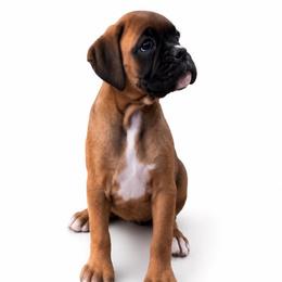 White - Fawn female Boxer puppy in Okaloosa County, Florida from Archangel Boxers