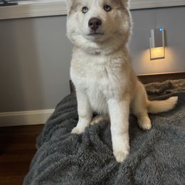 Siberian Husky Puppies from Young Orchard Siberians
