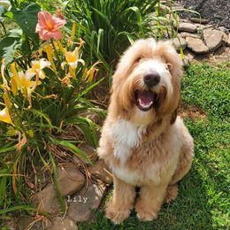 Lily - Goldendoodle
