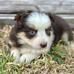 Ember - Red tri Miniature Australian Shepherd puppy in Saint Cloud, Florida from Dirty Paws