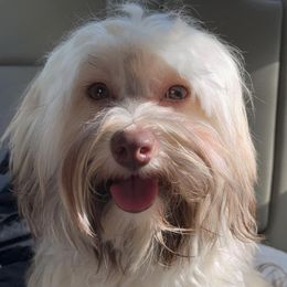 Sasuke (Saucey) - Havanese