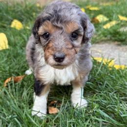 Oreo - Blue merle male Aussiedoodle puppy in Heber City, Utah from Junipersdoodles