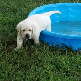 Labrador Retriever Puppies from Seahawk Labradors