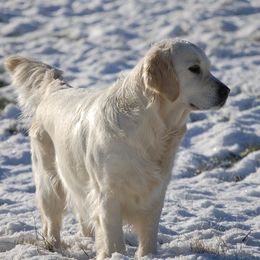 Hope - Golden Retriever