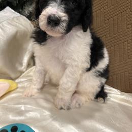 Zeus - Parti male Poodle puppy in Mobile, Alabama from Semmy’s Standard Poodle LLC