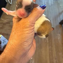 Mya - Chocolate and white female Chihuahua puppy in Beaumont, Texas from Anastasia’s Tiny Pupps