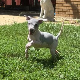 Loki - White and blue male American Hairless Terrier puppy in Buckingham, Illinois from Gaus Hof