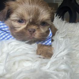 Versace - Liver male Shih Tzu puppy in Seattle, Washington from Shih Tzu’s  ‘N’ Love