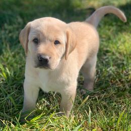 Barley - Yellow male Labrador Retriever puppy in Winnemucca, Nevada from Oakley's Mountain View Kennel