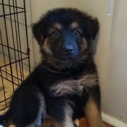 German Shepherd Puppies from Von Kopfe Schutzengel Kennels
