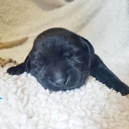 Boy 1 - Black Labrador Retriever puppy in Summit Point, West Virginia from Syrius Dog