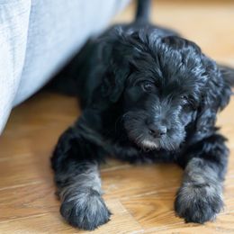 Pumpkin - Phantom male Bernedoodle puppy in Fairfield, Illinois from Positively Doodles