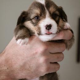 John - Sable male Pembroke Welsh Corgi puppy in South Otselic, New York from Ridge Top Corgis