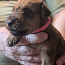 Girl 3 - Red Irish Terrier puppy in Vancouver, Washington from Geordan Irish Terriers