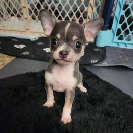 Tatum - Blue and tan female Chihuahua puppy in Ashtabula, Ohio from Paw's & Awe's Chihuahuas