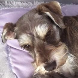 Miniature Schnauzers from Blackwell's Puppers