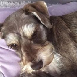 Miniature Schnauzers from Blackwell's Puppers