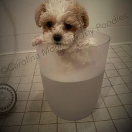 Poodle Puppies from Carolina Mountain Toy Poodles