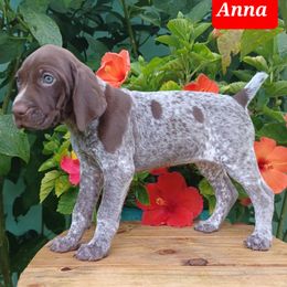 Anna - Liver roan female German Shorthaired Pointer puppy in Elberta, Alabama from Old Orchard Farm