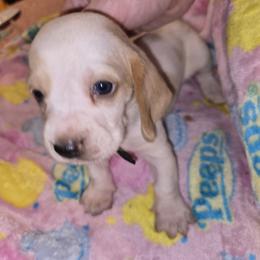 Basset Hound Puppies from Violet Lane Basset Hounds