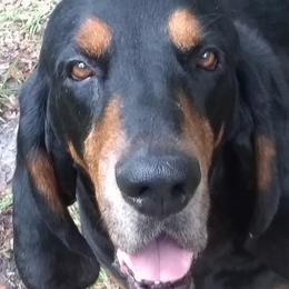 Jackpot - Black and Tan Coonhound