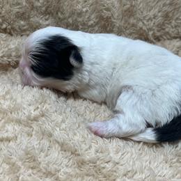 FULL AKC SKYE - White female Pekingese puppy in Hustontown, Pennsylvania from Triple I Pekes